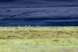 Tibetan Wolf (Canis lupus chanco)
