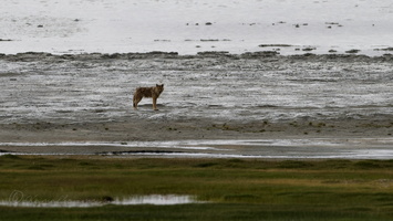 Tibetan Wolf (Canis lupus filchneri)
