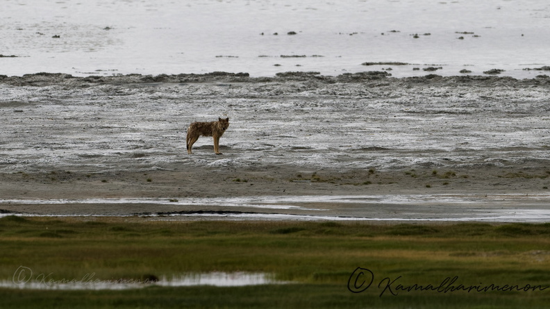 Tibetan Wolf (Canis lupus filchneri).jpg