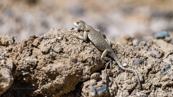 Toad Headed Agama