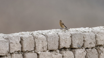 Twite (Linaria flavirostris) (1)