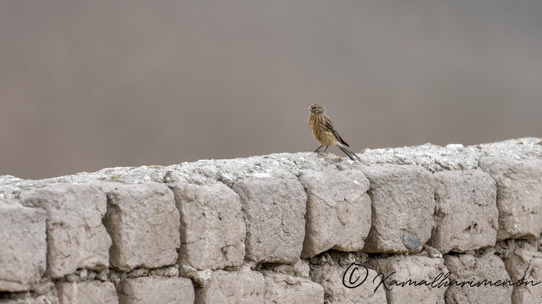Twite (Linaria flavirostris) (1).jpg