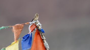 Twite (Linaria flavirostris) (2)