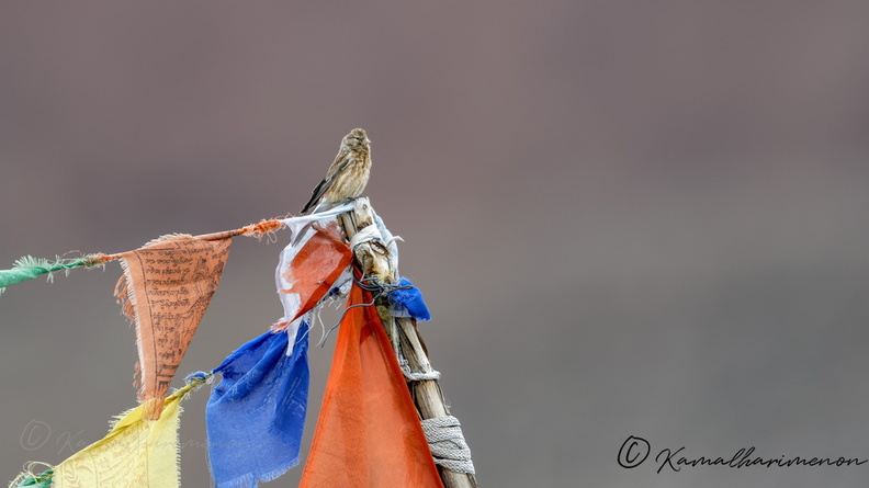 Twite (Linaria flavirostris) (2).jpg