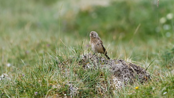 Twite (Linaria flavirostris)01 (1)