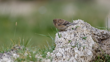 Twite (Linaria flavirostris)01 (2)