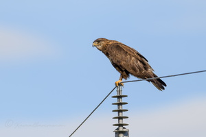 Upland buzzard (Buteo hemilasius) (1)