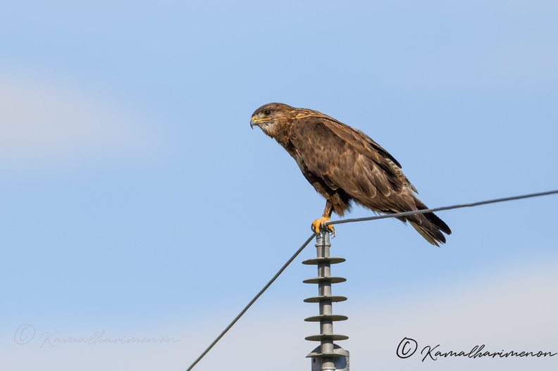 Upland buzzard (Buteo hemilasius) (1).jpg