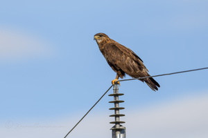 Upland buzzard (Buteo hemilasius) (2)