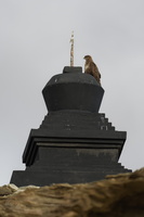 Upland Buzzard (Buteo hemilasius)
