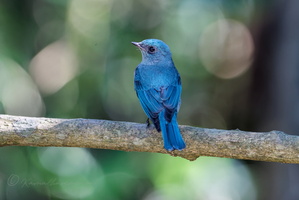 Verditer Flycatcher (Eumyias thalassinus) (1)
