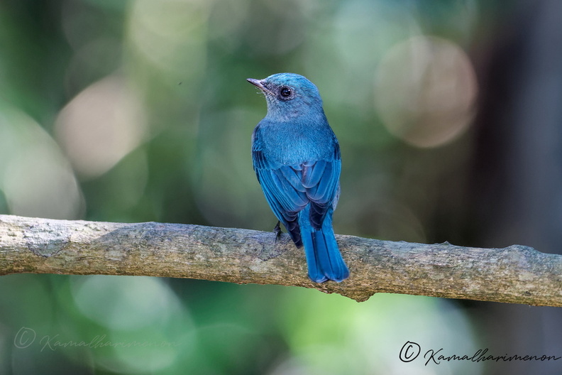 Verditer Flycatcher (Eumyias thalassinus) (1).jpg