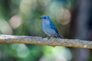 Verditer Flycatcher (Eumyias thalassinus) (2)