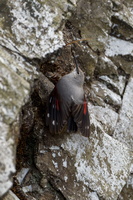 wallcreeper (Tichodroma muraria) (1)