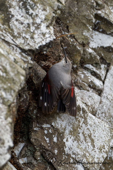 wallcreeper (Tichodroma muraria) (1).jpg