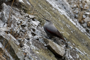 wallcreeper (Tichodroma muraria) (2)
