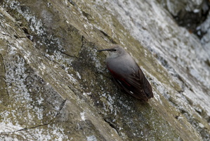 wallcreeper (Tichodroma muraria) (3)
