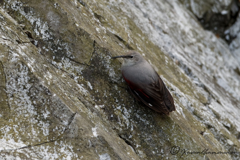 wallcreeper (Tichodroma muraria) (3).jpg