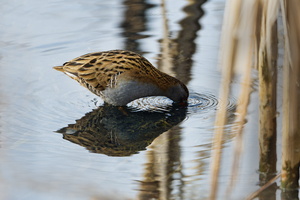 Water rail (Rallus aquaticus)  (1)