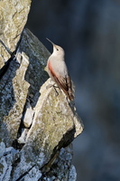 wallcreeper (Tichodroma muraria) (4)