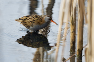 Water rail (Rallus aquaticus)  (2)