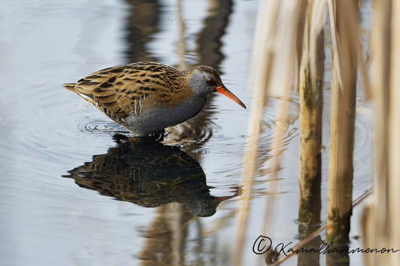 Water rail (Rallus aquaticus)  (2).jpg