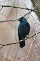 Western jackdaw (Coloeus monedula) (1)