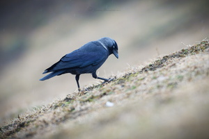 Western jackdaw (Coloeus monedula) (2)