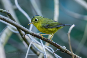 Whistler&#039;s Warbler (Phylloscopus whistleri)