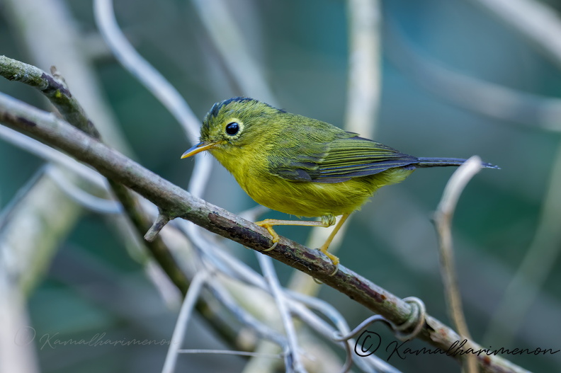 Whistler's Warbler (Phylloscopus whistleri).jpg
