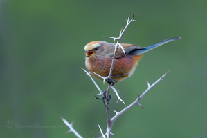 White-browed tit-warbler (Leptopoecile sophiae) (2)