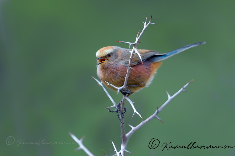 White-browed tit-warbler (Leptopoecile sophiae) (2).jpg