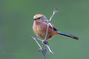 White-browed tit-warbler (Leptopoecile sophiae) (3)
