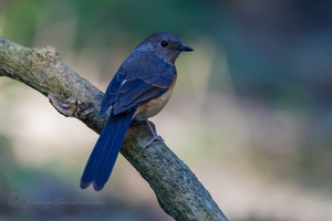 White-rumped Shama (Copsychus malabaricus)01