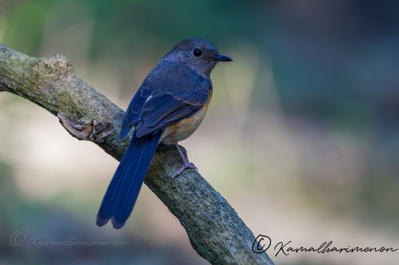 White-rumped Shama (Copsychus malabaricus)01.jpg