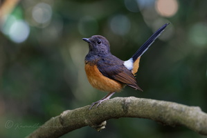 White-rumped Shama (Copsychus malabaricus)