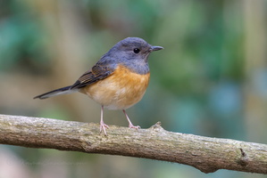 White-rumped Shama (Copsychus malabaricus)1 (1)