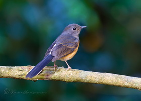 White-rumped Shama (Copsychus malabaricus)1 (2)