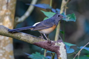 White-rumped Shama (Copsychus malabaricus)1 (3)