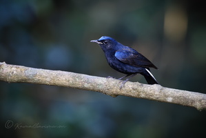 White-tailed Robin (Myiomela leucura)