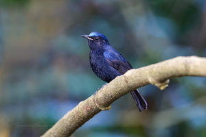 White-tailed robin (Myiomela leucura)1 (1)