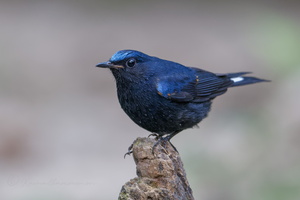 White-tailed robin (Myiomela leucura)1 (3)
