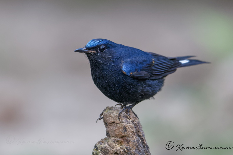 White-tailed robin (Myiomela leucura)1 (3).jpg