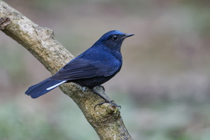 White-tailed robin (Myiomela leucura)1 (2)