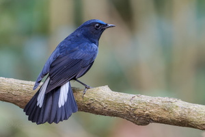 White-tailed robin (Myiomela leucura)1 (4)