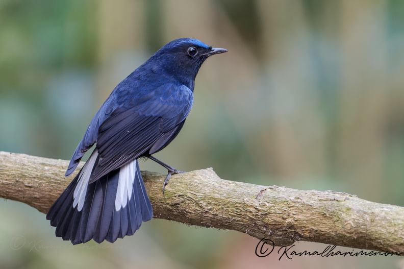 White-tailed robin (Myiomela leucura)1 (4).jpg