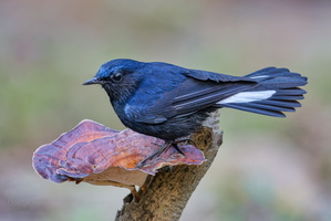 White-tailed robin (Myiomela leucura)1 (5)
