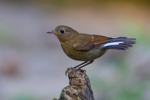 White-tailed robin (Myiomela leucura)1 (6)