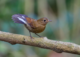 White-tailed robin (Myiomela leucura)1 (7)