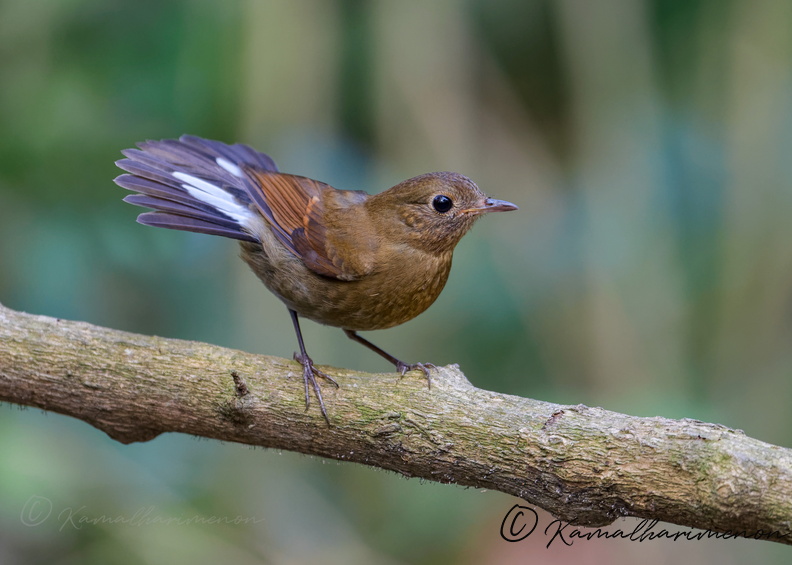 White-tailed robin (Myiomela leucura)1 (7).jpg